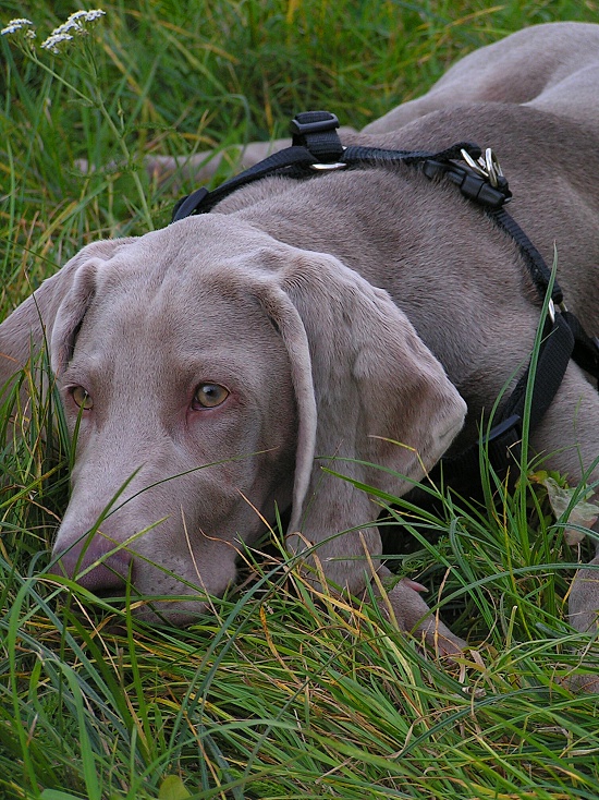 modelina.jpg