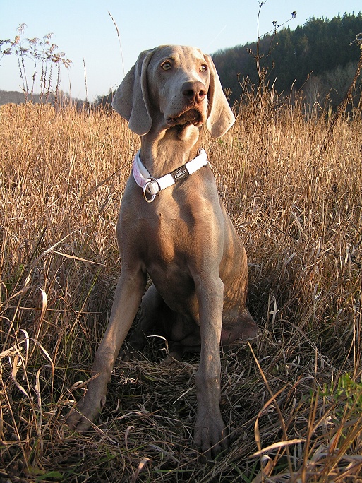 PICT0030a.jpg